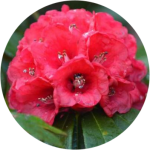 මධ්‍යම පළාත් නිල පුෂ්පය